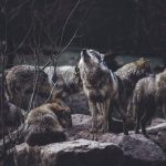 Reward  Heightened for Information Regarding Wolf Pack Poisoning