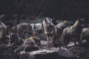 Reward  Heightened for Information Regarding Wolf Pack Poisoning
