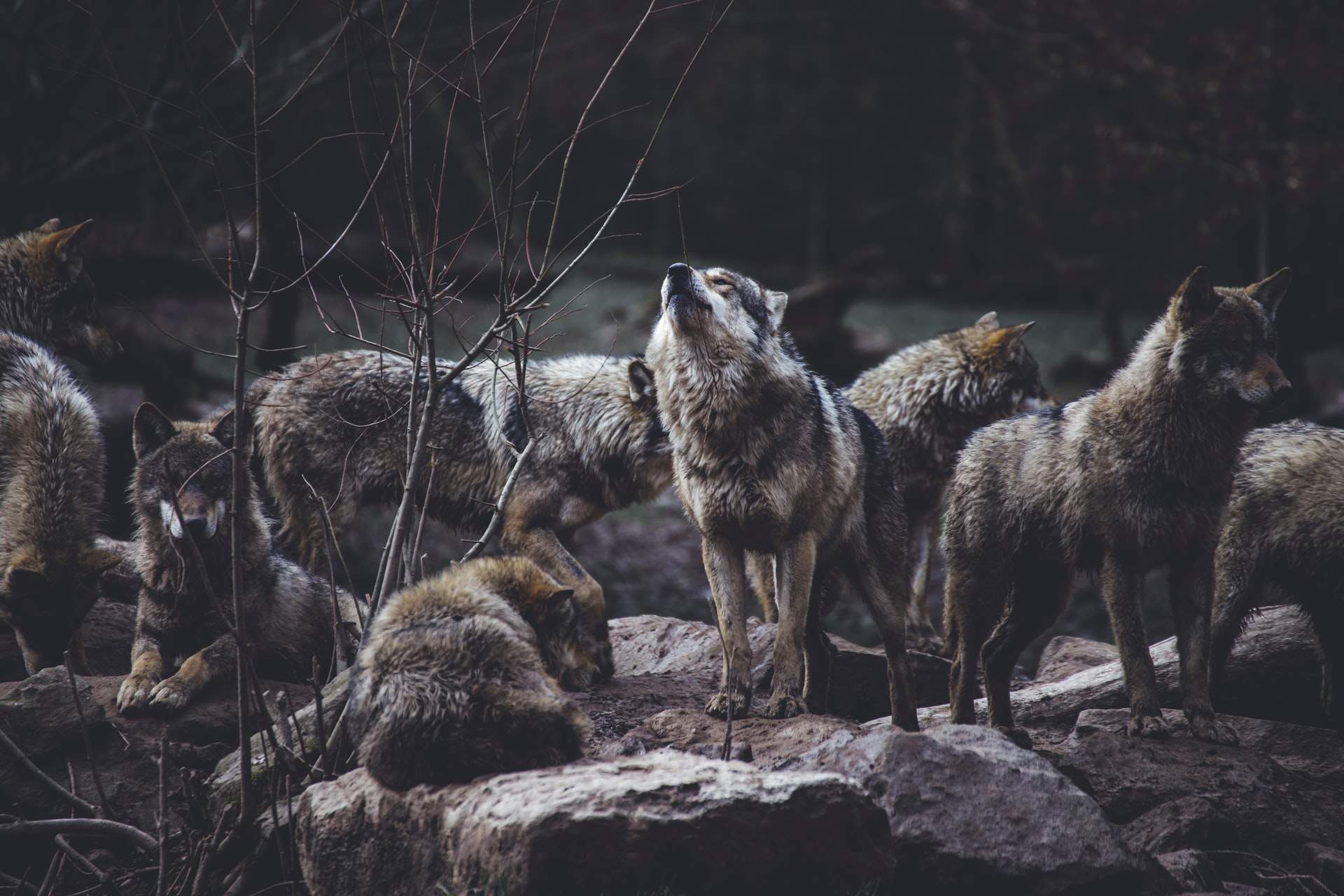 You are currently viewing Reward  Heightened for Information Regarding Wolf Pack Poisoning